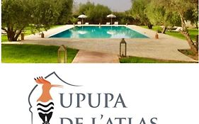 Upupa De L'Atlas